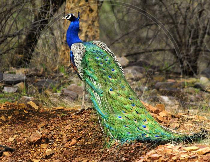 Peacock at Rathambore National Park