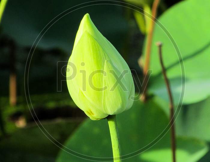 A focused Lotus Bud with green background