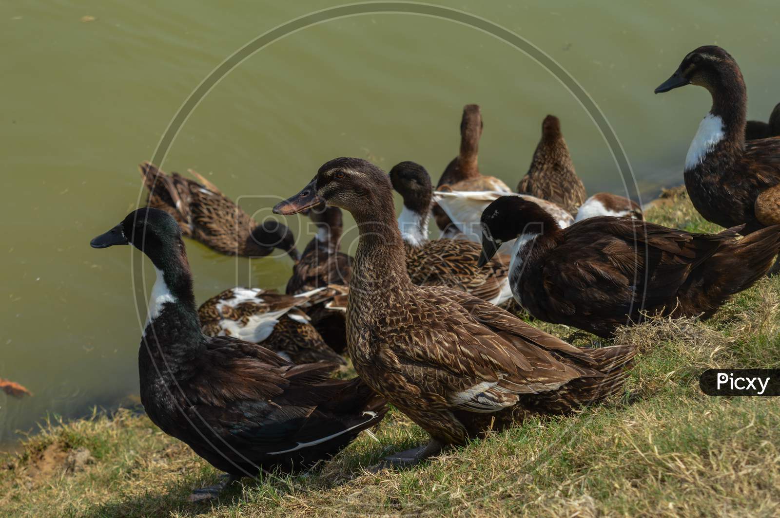 A Group Of Indian Duck Swimming Into Pond.