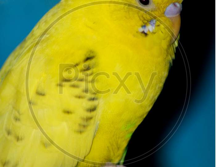 A yellow Australian Parrot