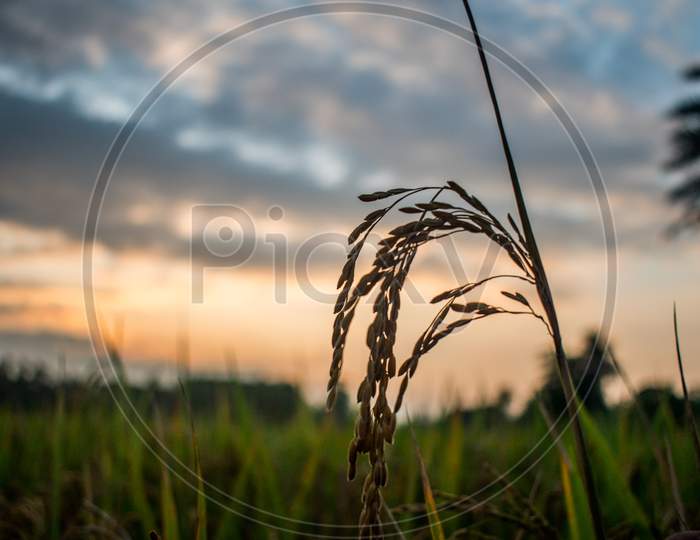 picture of Sheaf of paddy in paddy field on evening time