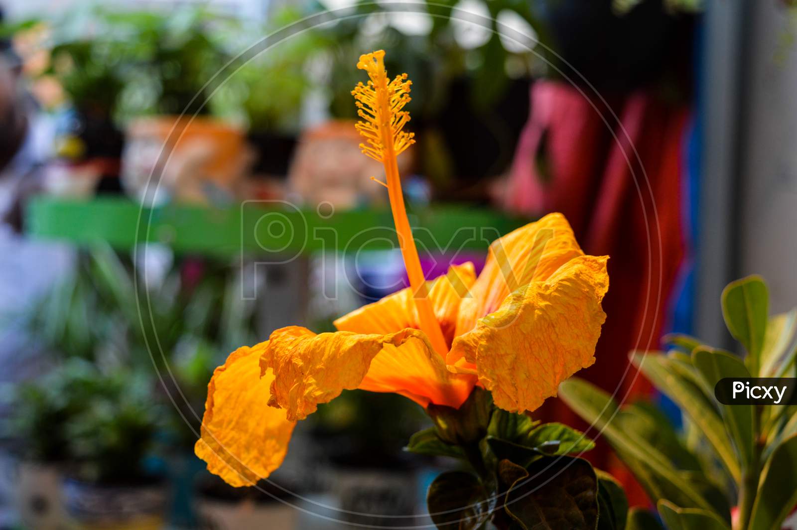 A Yellow Flower At Stall At Evening.
