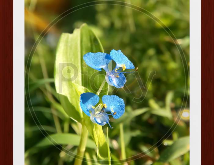 A beautiful grass flower closeup picture
