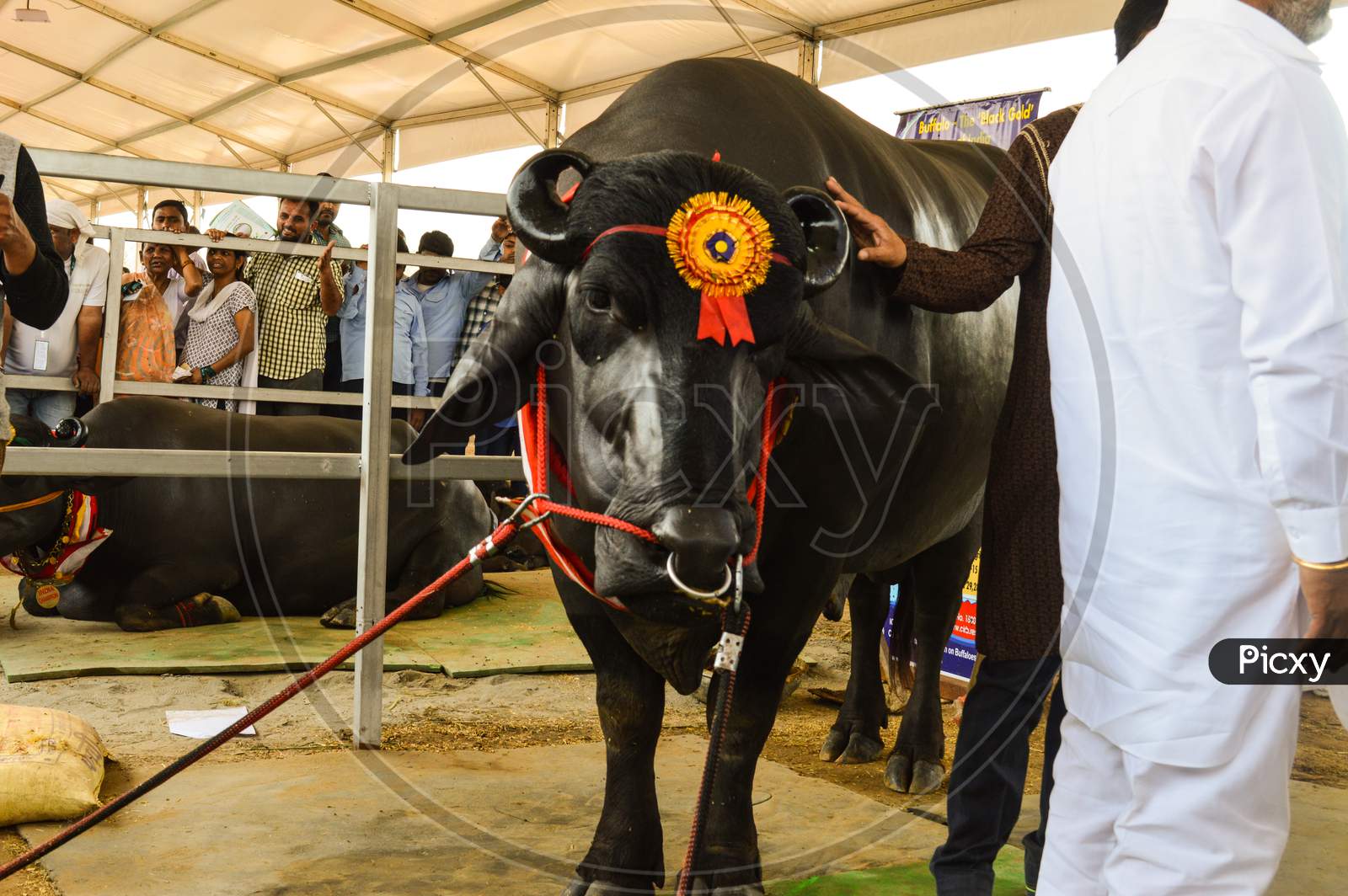 The Big Indian Male Buffalo Who Is Showcasing For Agriculture Fair, This Big Male Indian Buffalo Is So Rich,His Fertility Is So Good To Produce Baby Buffalo, Clean Shaved And Need Massage Everyday.