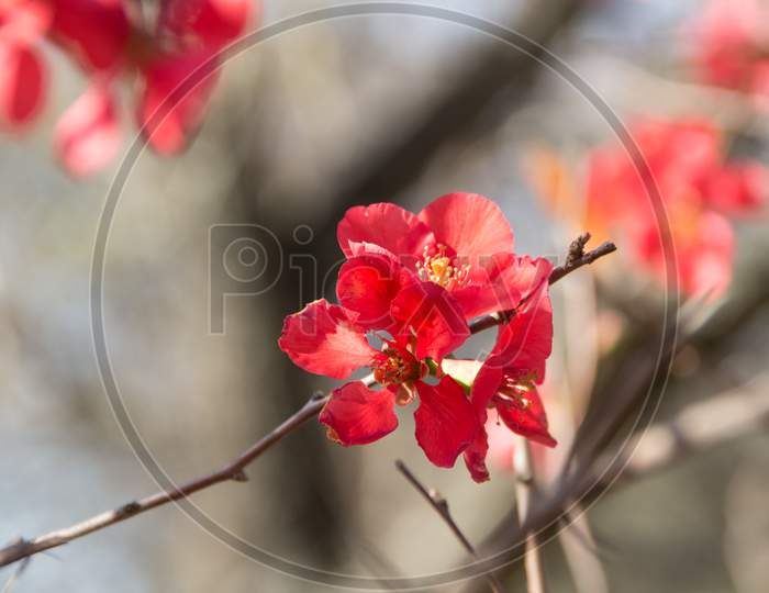 Garden Quince Flowered In The Spring Of The Mountains