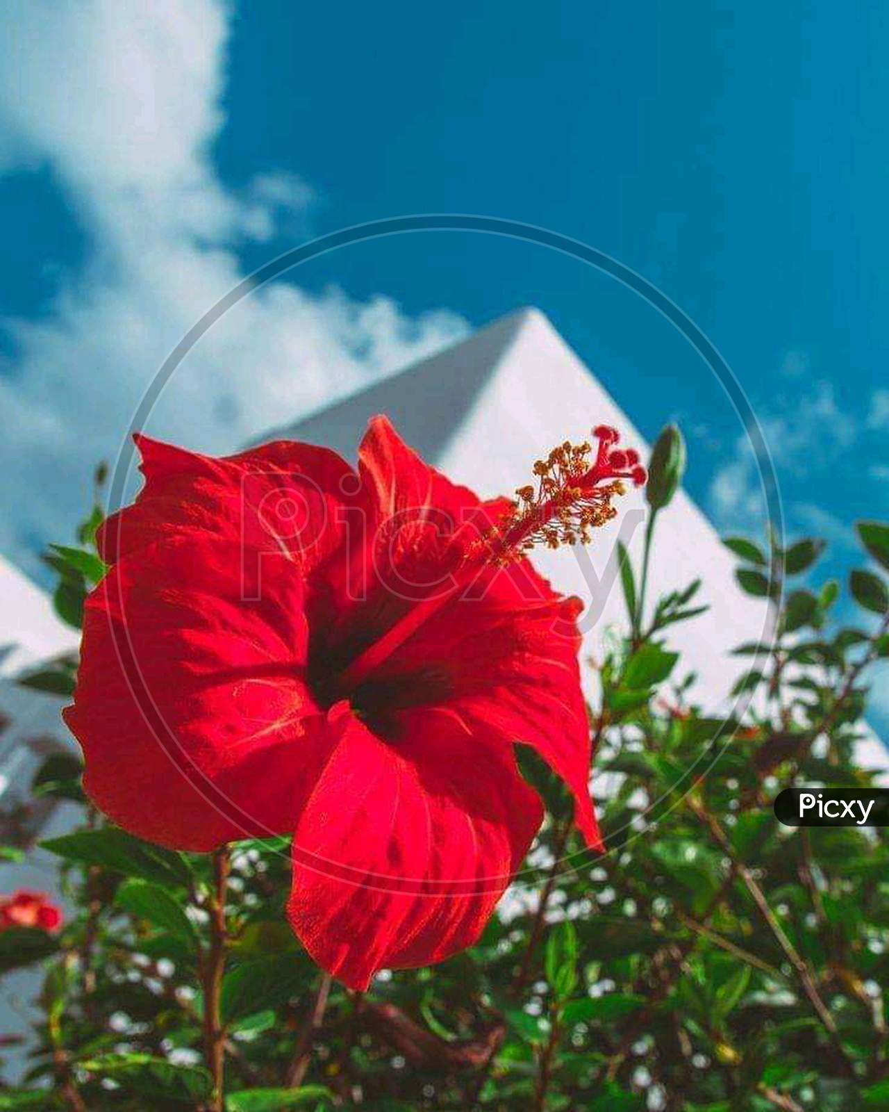 Red hibiscus photograph