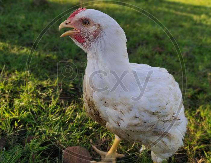 White chicken photo