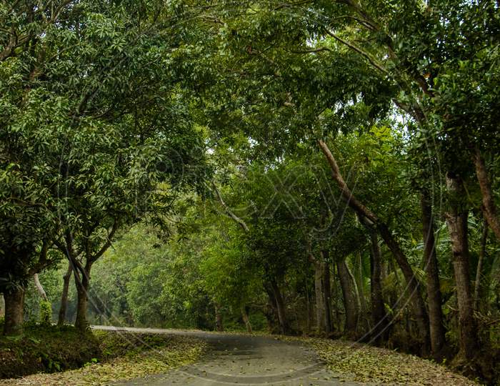 Road to Nature