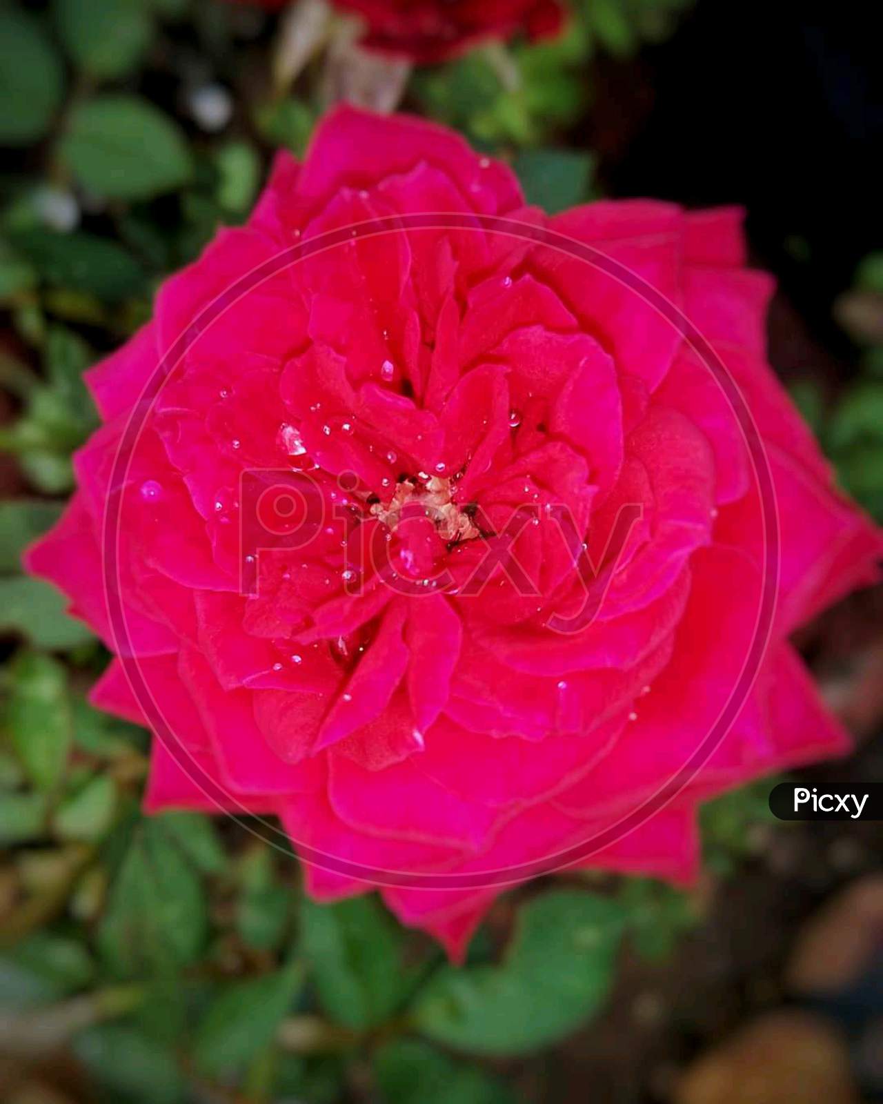 Red rose photography