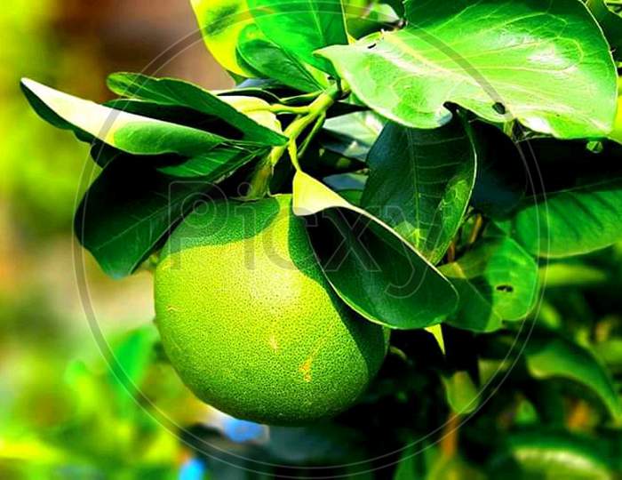 Lemon plant photograph