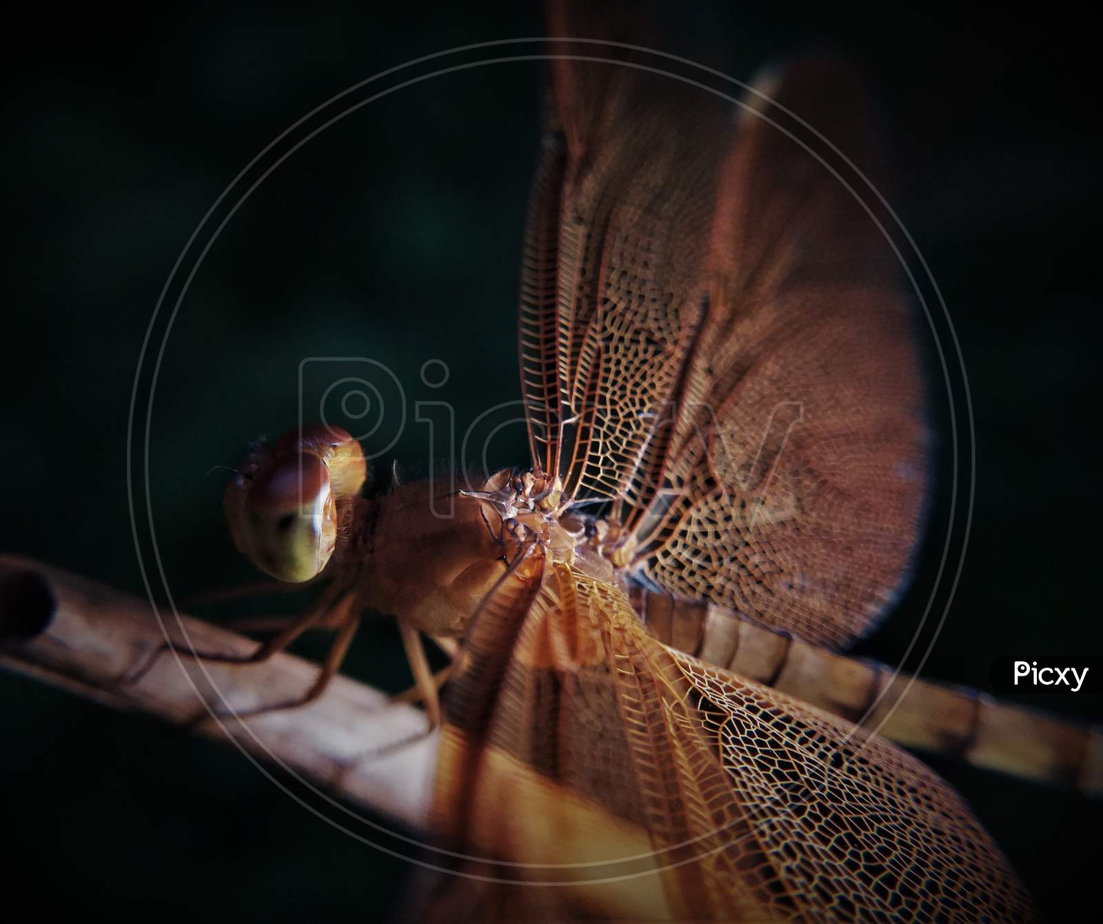 Brown Dragonfly, focused wings