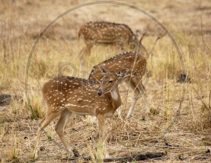 Deers at Bandhavgarh