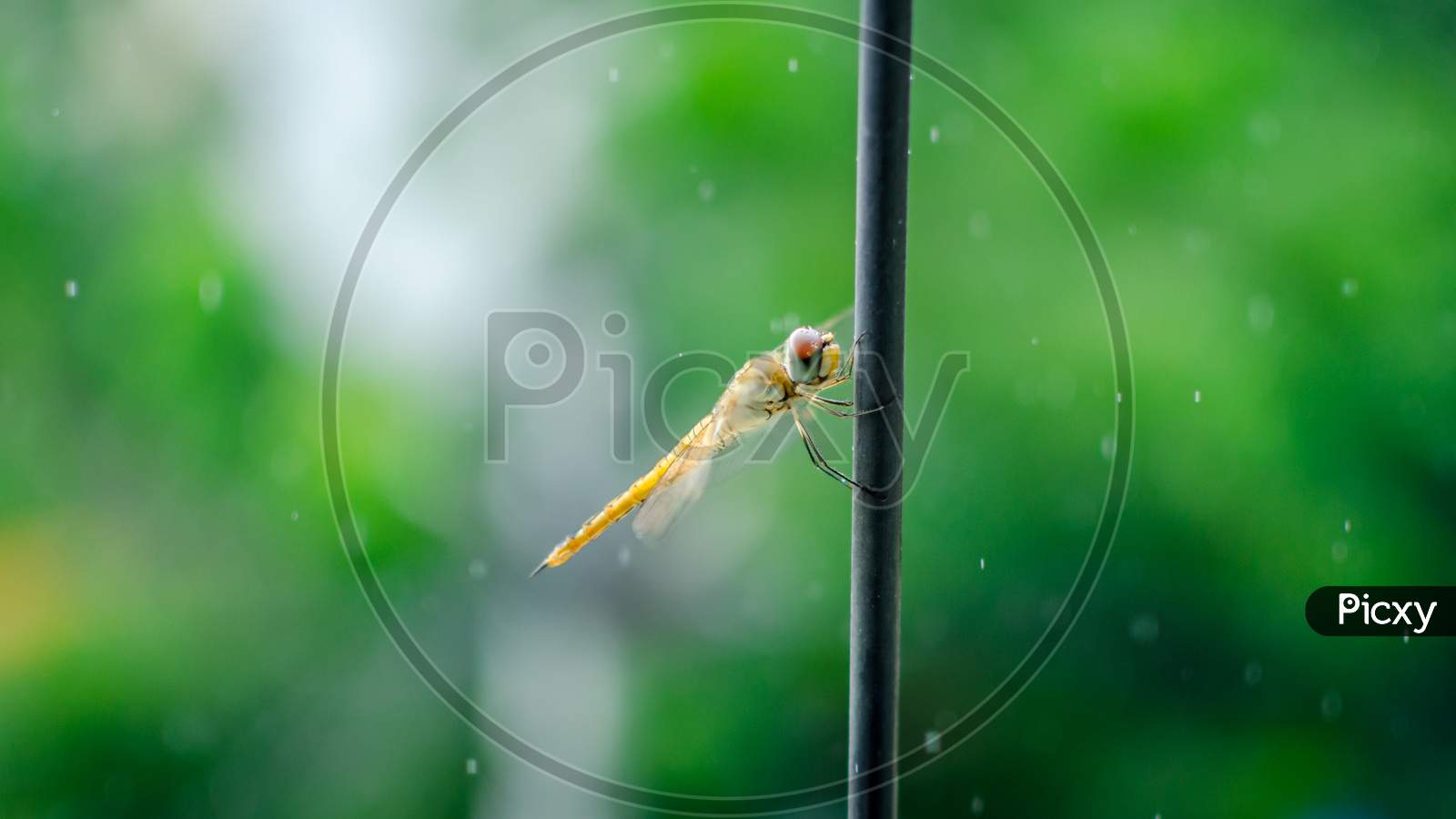 Close up of Dragonfly resting on pole with blur background