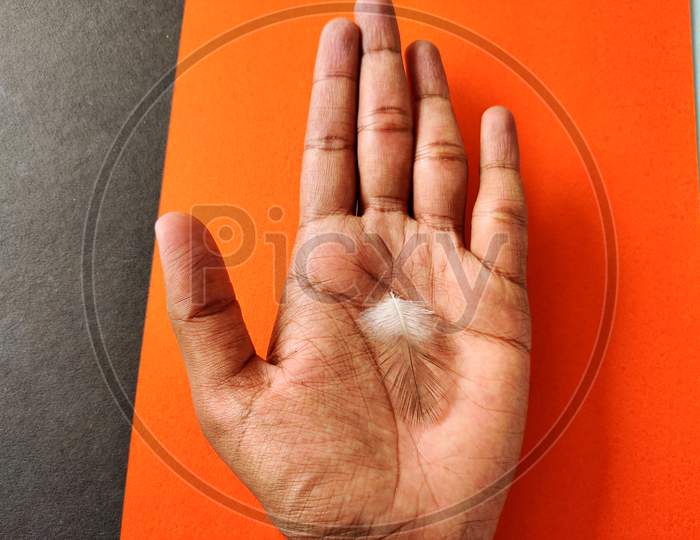 One Pigeon Feather In Human Hand. Isolated On Orange And Black Background. Business Concept
