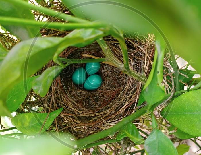 Songbird eggs