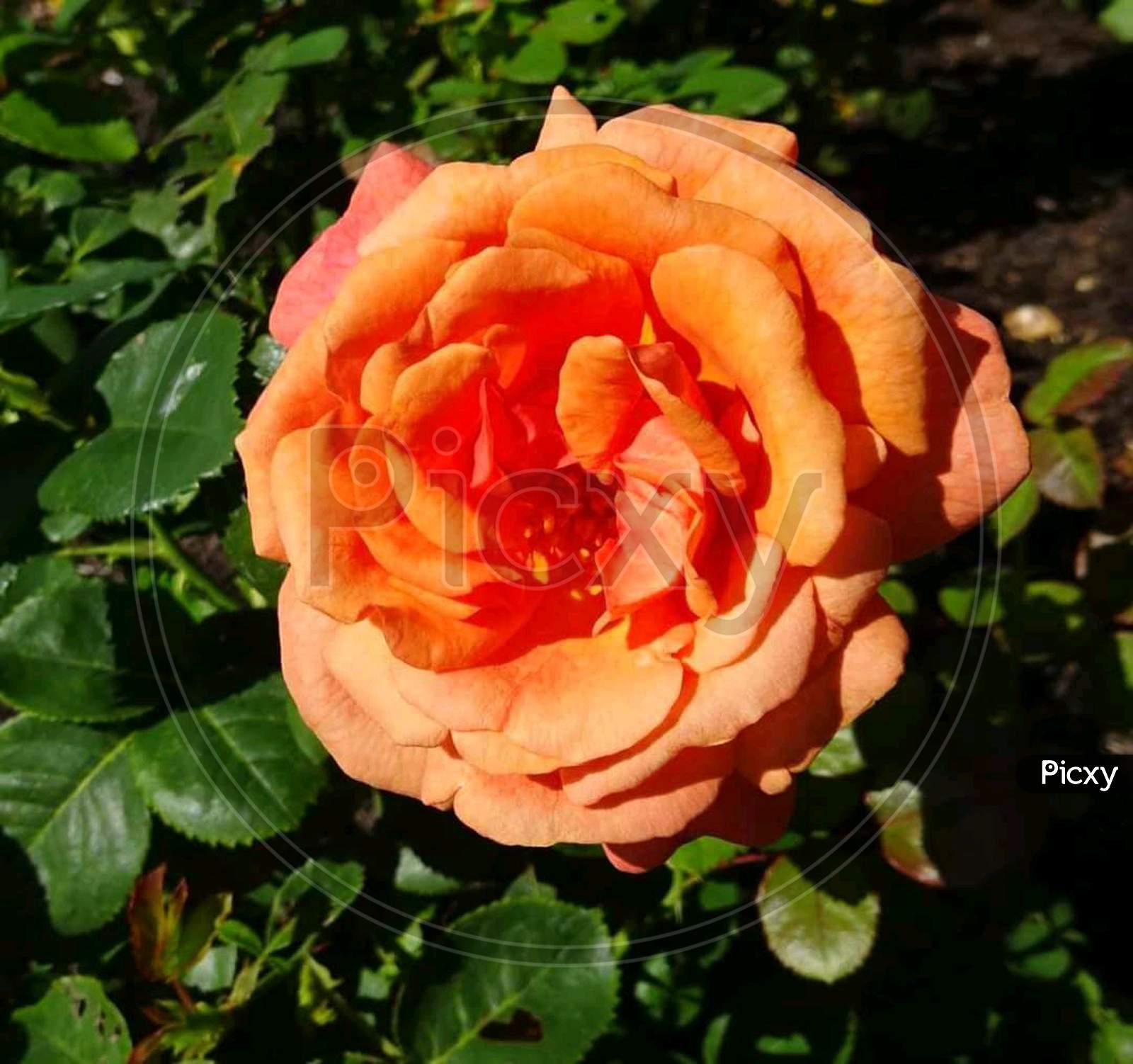 Beautiful orange rose flower
