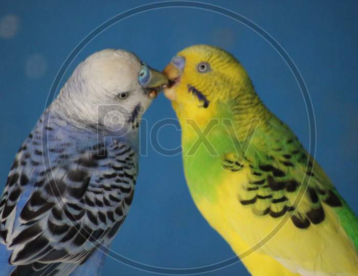 Australian Parrots making Love