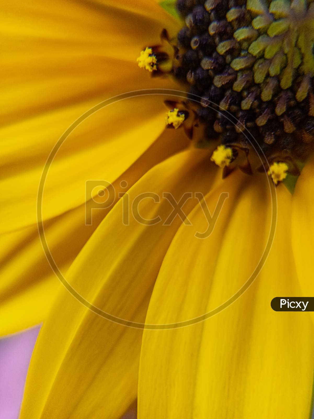 Detailed macro photos of sunflower.