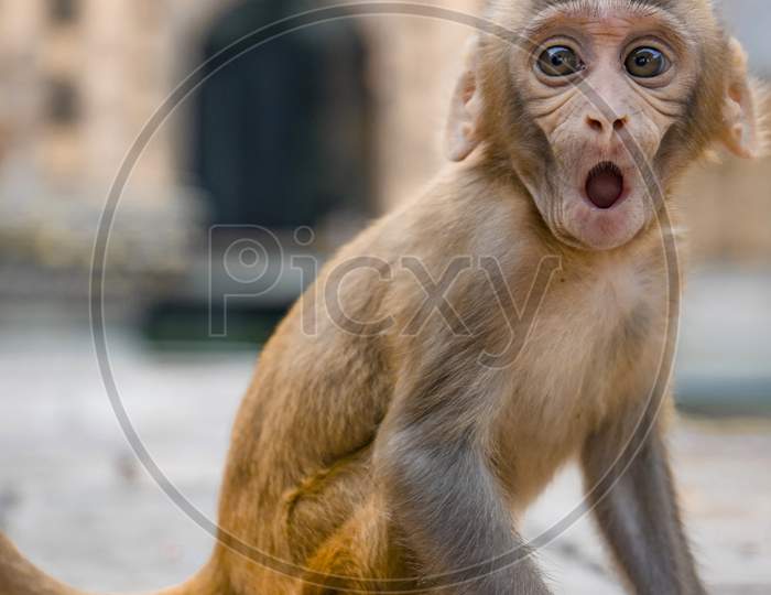 Monkey picture