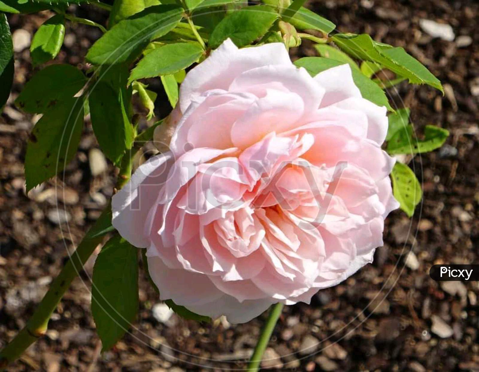 Pink white rose flower