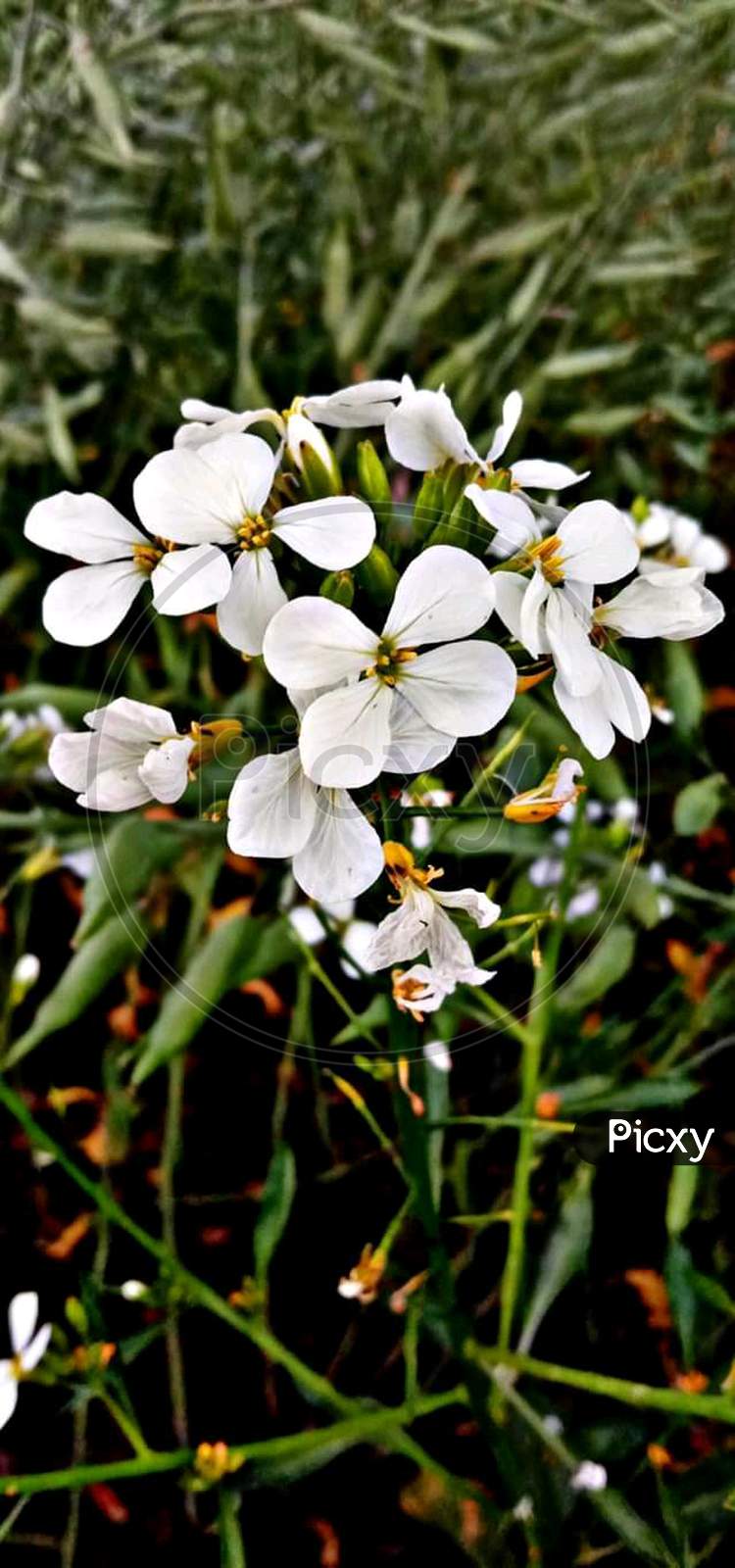 Beautiful white flowers photograph