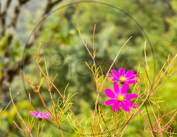 A beautiful wild pink flower in gangtok sikkim
