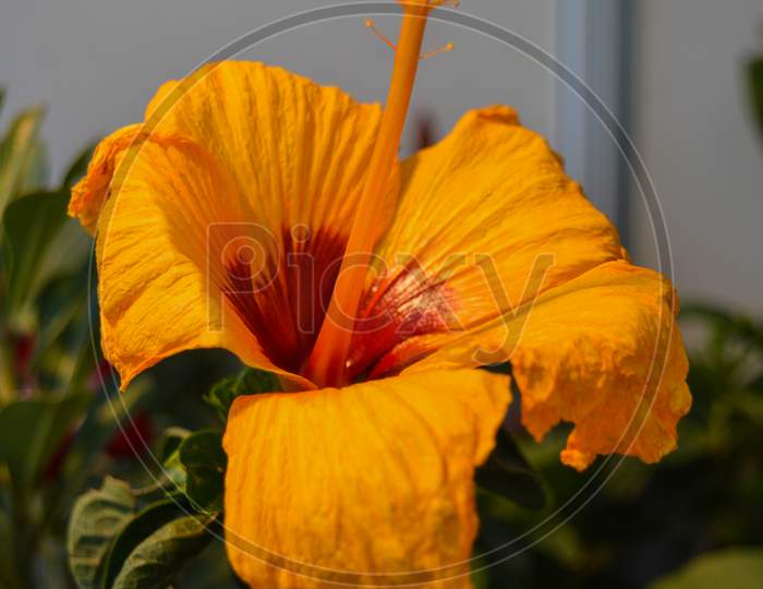 Yellow Flower Isolated On Table For Exhibition.