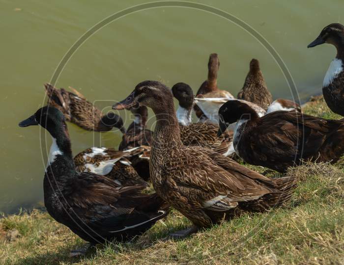 A Group Of Indian Duck Swimming Into Pond.