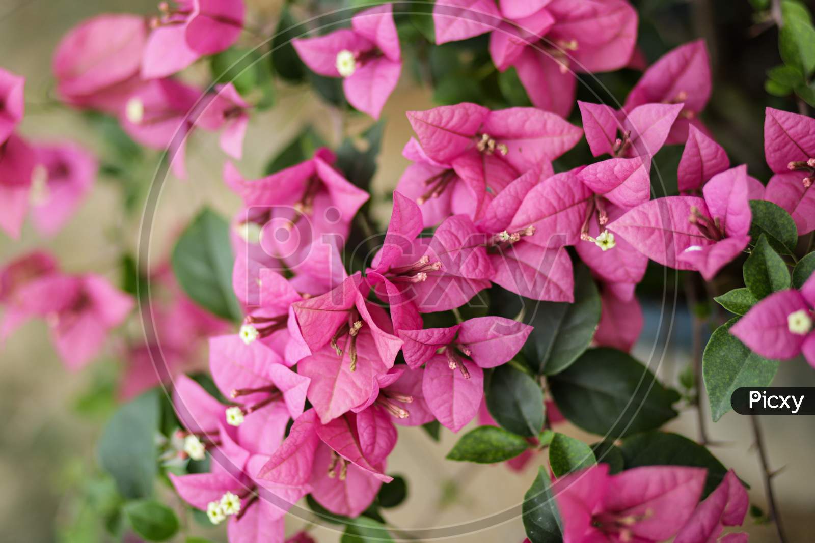 Bougainvillea pink flowers