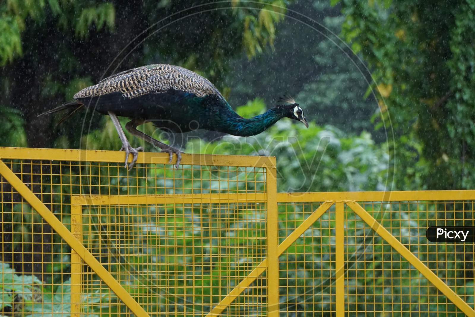 peacock pictures in rain