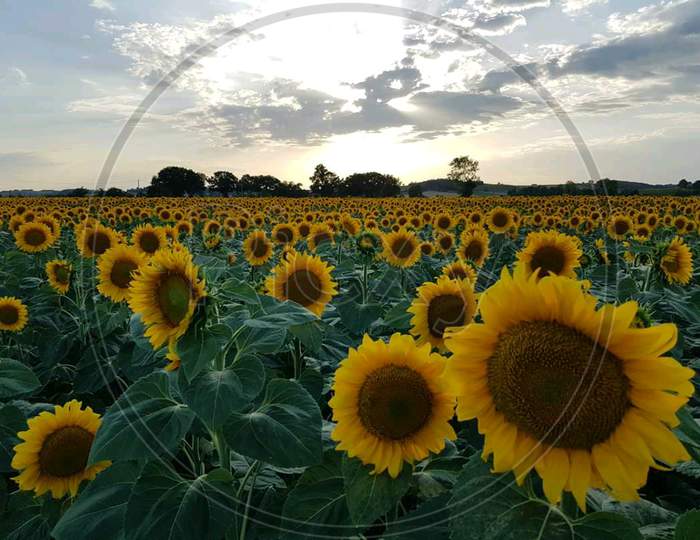 Most beautiful sunflowers