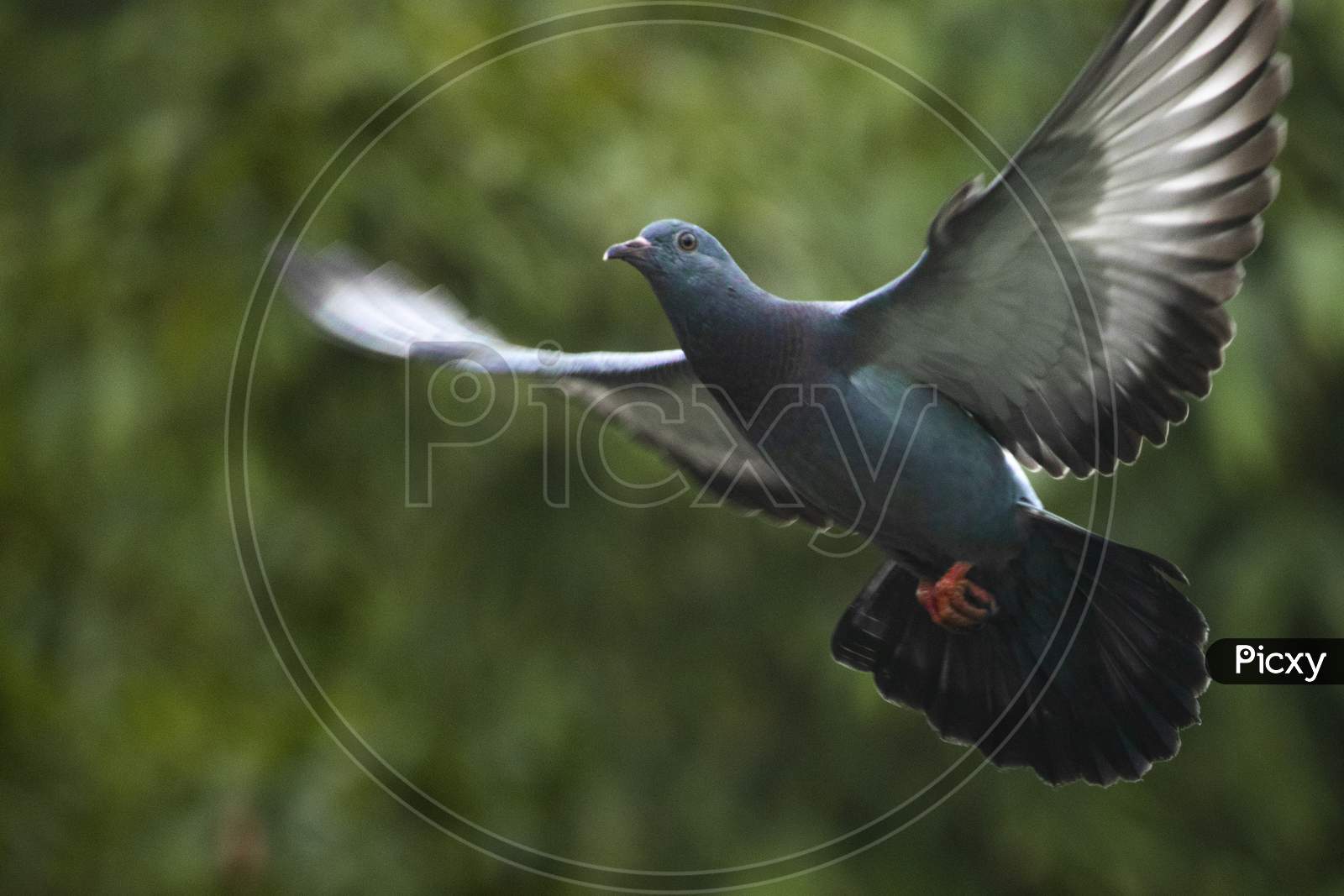 Image of Pigeon with its wings wife spread-SW909720-Picxy