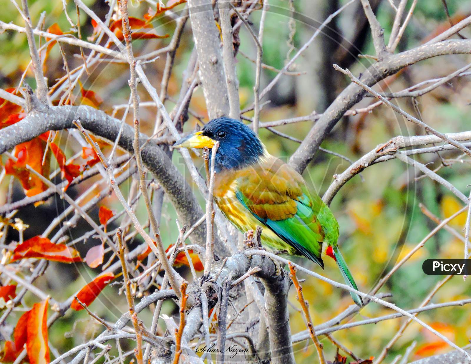 The great Indian Barbet
