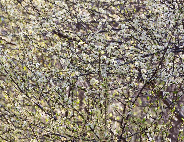 Background Texture Of The White Branches Of The Blossomed Plum