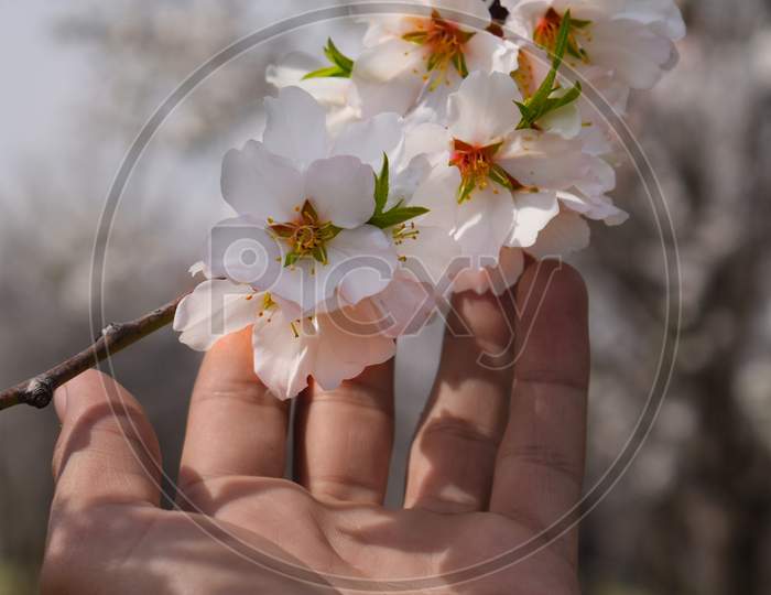 beautiful blossom