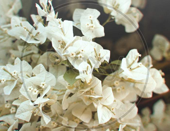 Beautiful White Flowers