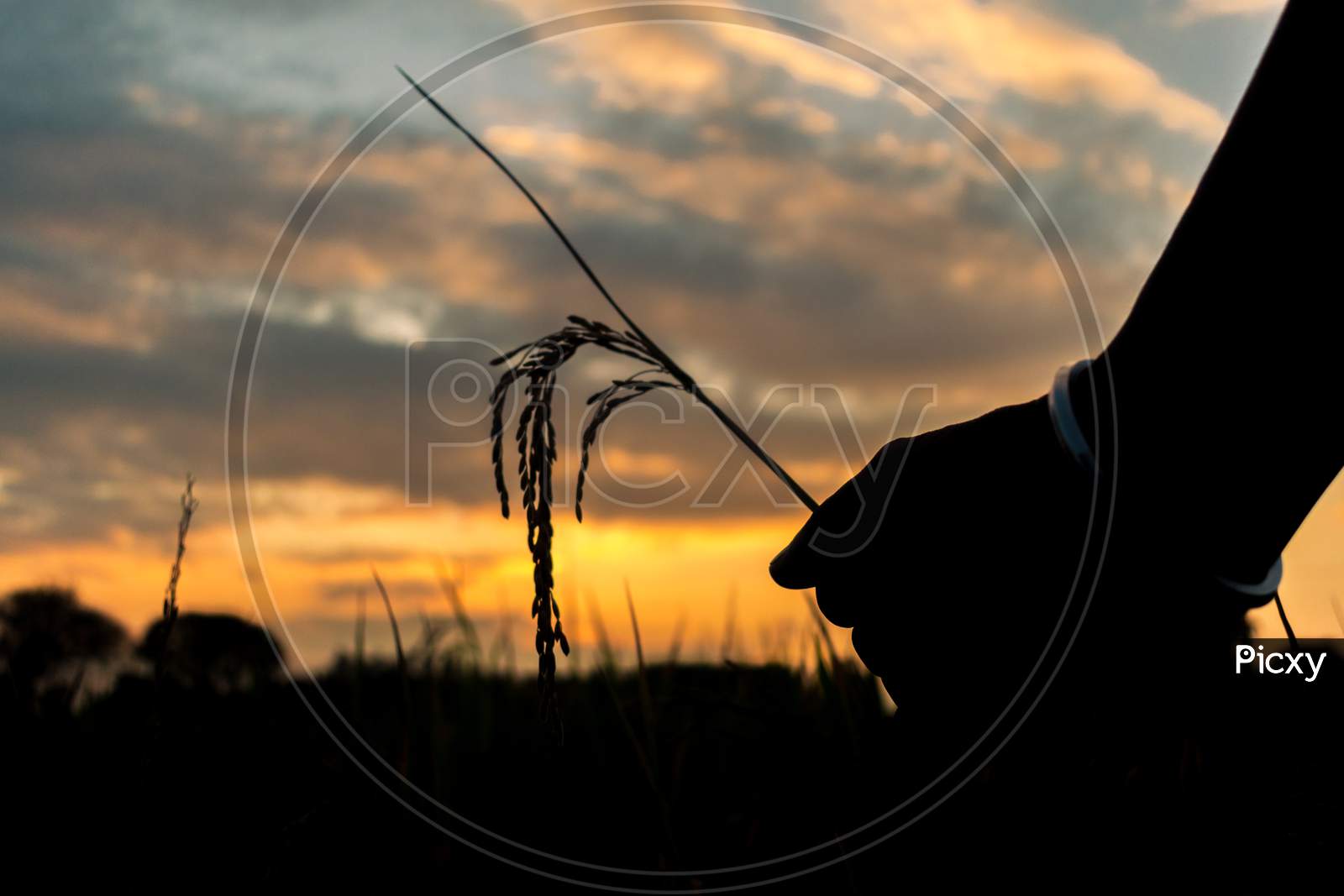 picture of  farmer Holding Sheaf of paddy in hand  in paddy field on evening time