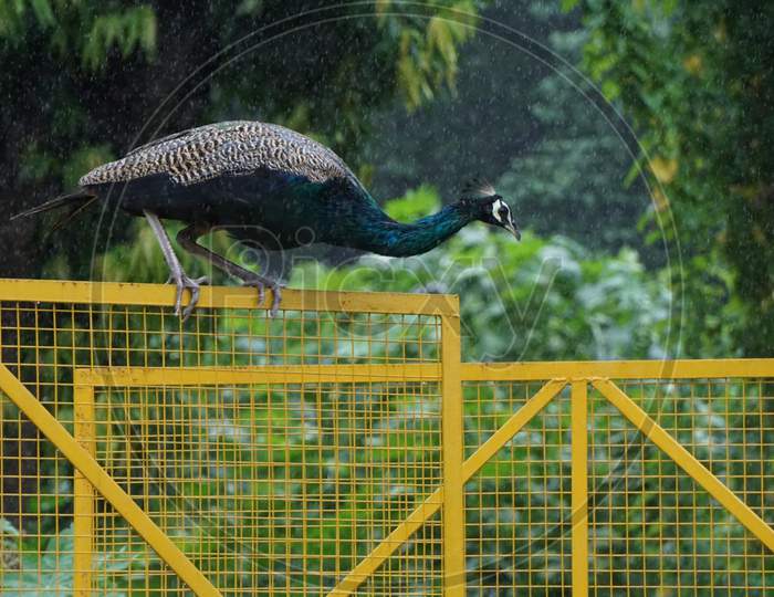 Peacock in rain