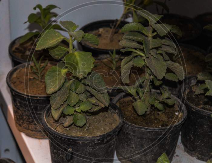 A Group Of Plants For Sale At Stall In Pot.