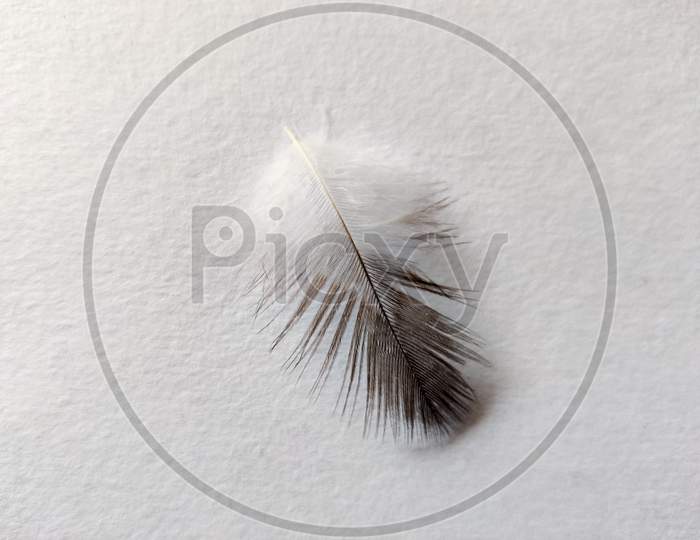 Close Up Of One Pigeon Feather Isolated On White Background. Copy Space