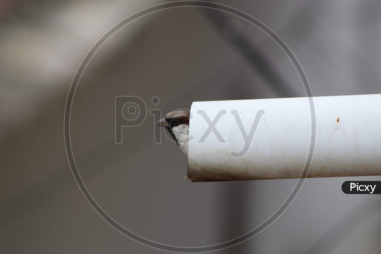 Sparrow in pipe