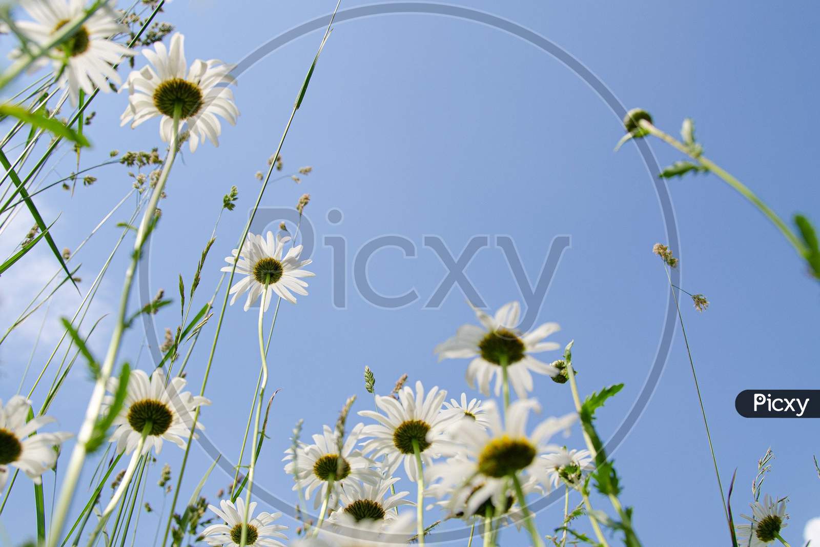 The amazing flowers || sky || wildflower