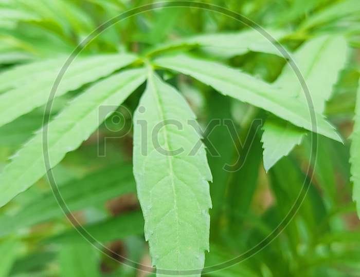 Green Leaves,Wallpaper for 6.67 inch mobile Display