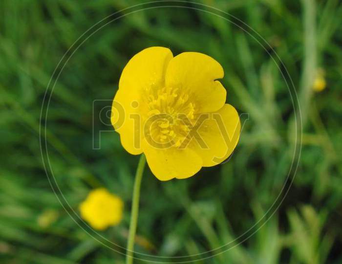 Tall field buttercup || yellow || buttercup || petal