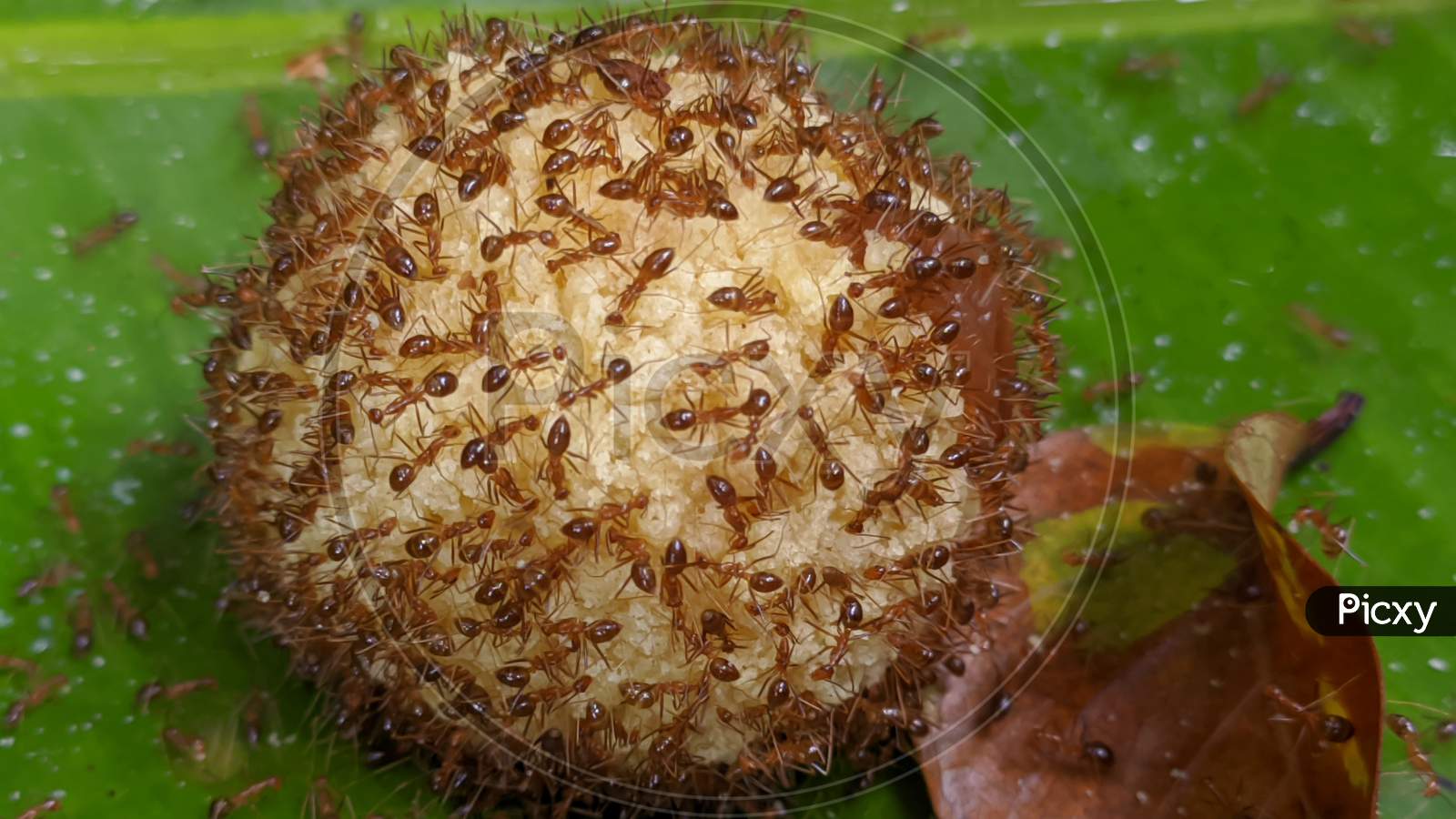Ants in a ladu sweet