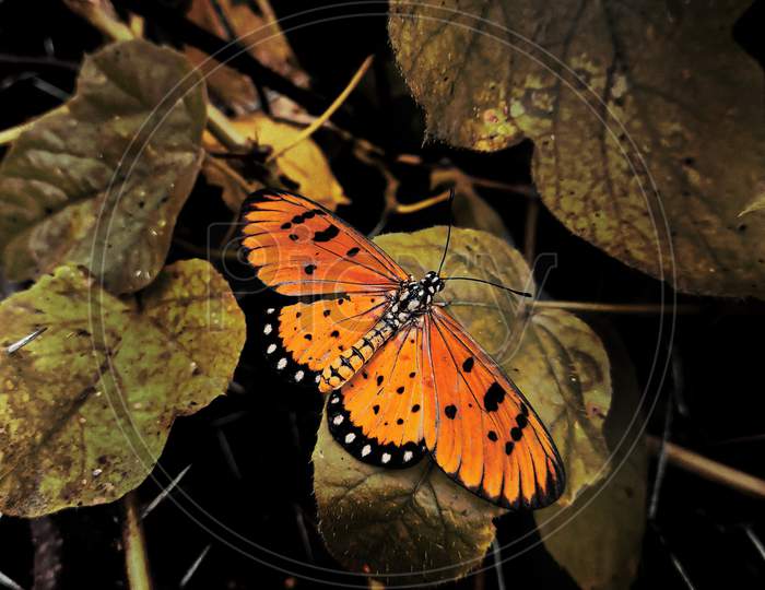Acraea terpsicore - Butterfly