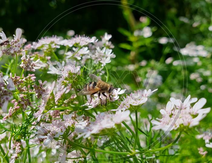 Macro Photography - Closeup of a honey bee sucking juice from coriander flowers