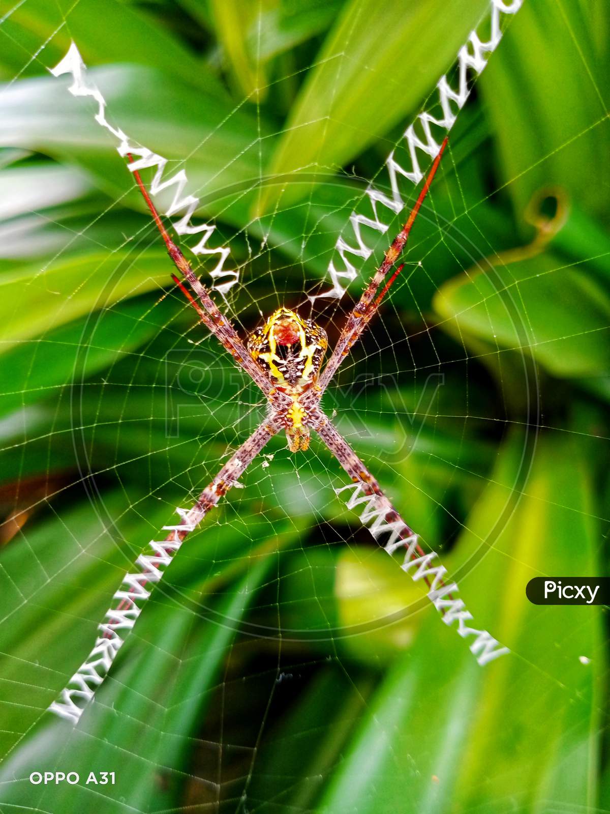 Beautiful webbed spider