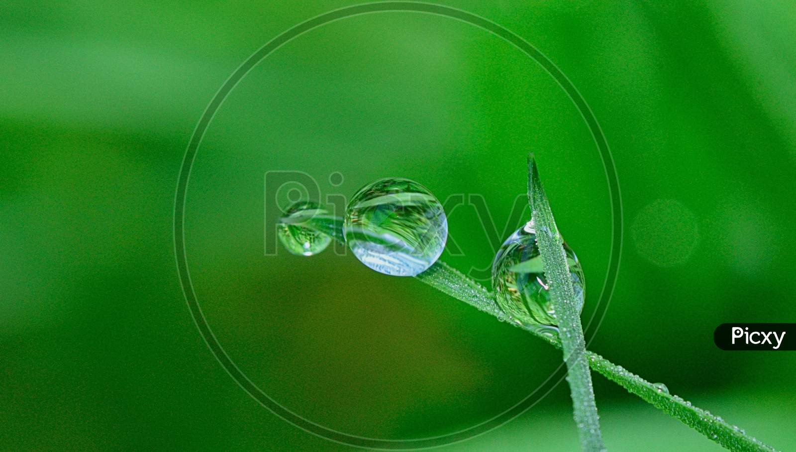Grass on water drop