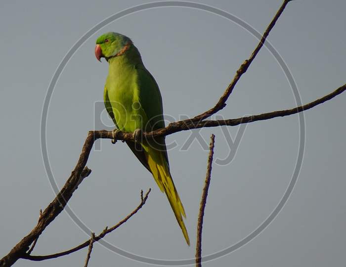 Bird Parakeet Green Tropical Parrot Fauna